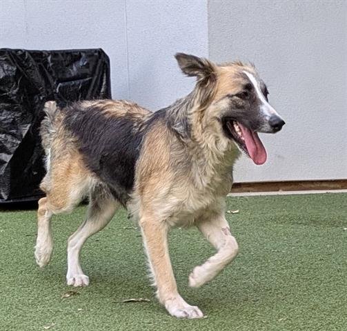 PAMELA - Great Pyrenees available for adoption