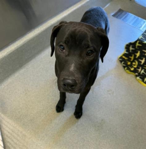 ORION - Labrador Retriever available for adoption