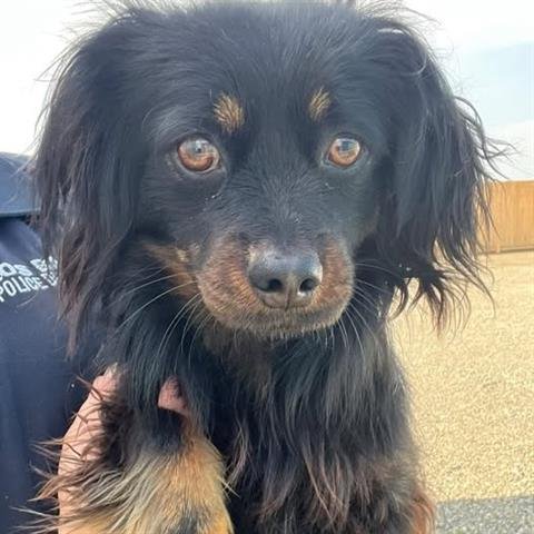 ELAINE - Dachshund available for adoption