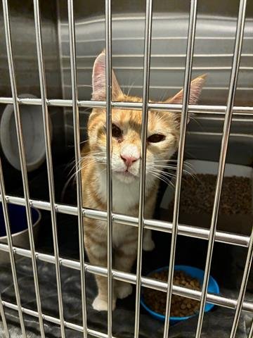 HUNTER - Domestic Short Hair available for adoption