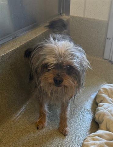 ALEJANDRO - Yorkshire Terrier Yorkie available for adoption