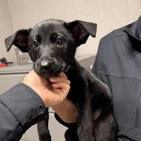 MARLEY - Labrador Retriever available for adoption