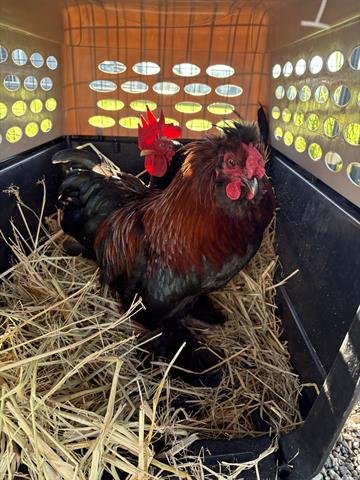 BRANDYBUCK - Chicken available for adoption