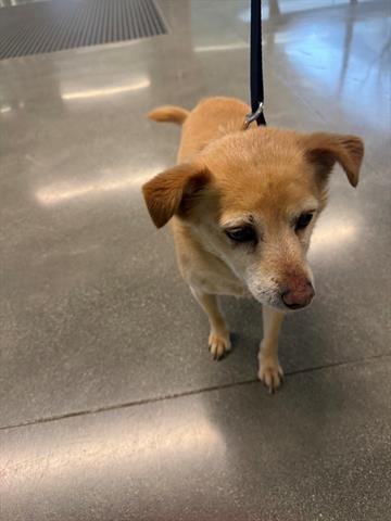 PACO - Chihuahua available for adoption