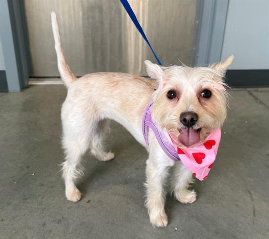 DAPHNE - Maltese / Yorkshire Terrier Yorkie available for adoption