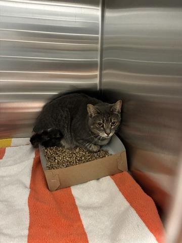 SADIE - Domestic Short Hair available for adoption