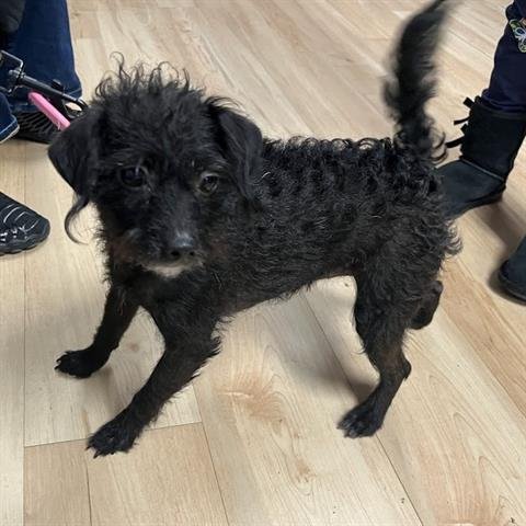 STARZ - Poodle (Miniature) available for adoption