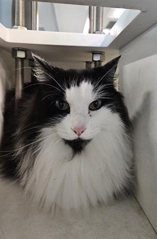 KORIN - Domestic Medium Hair available for adoption