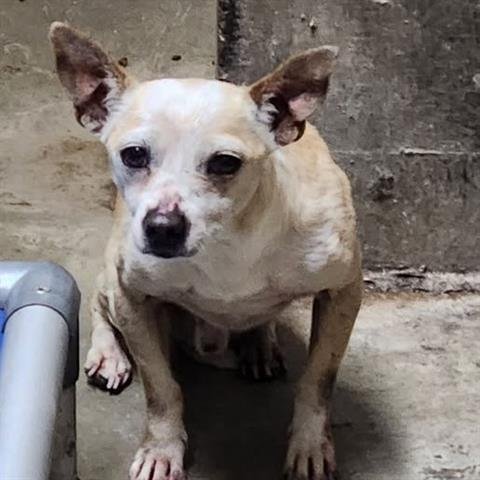 MARIO - Chihuahua available for adoption
