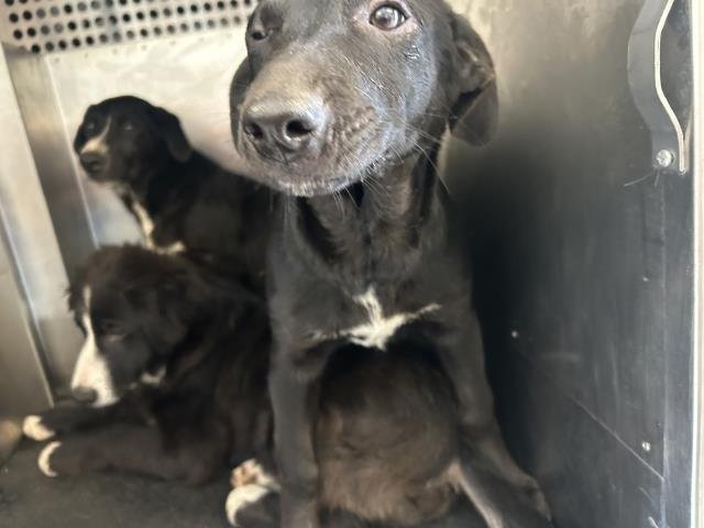 CHARLIE - Border Collie / Labrador Retriever available for adoption