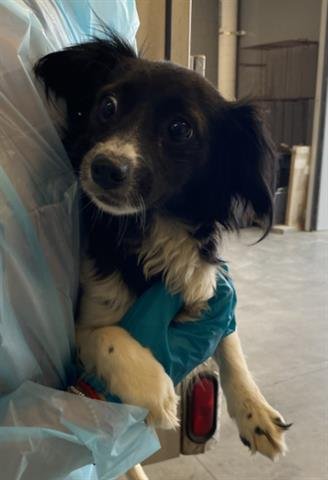 DARCY - Chihuahua available for adoption