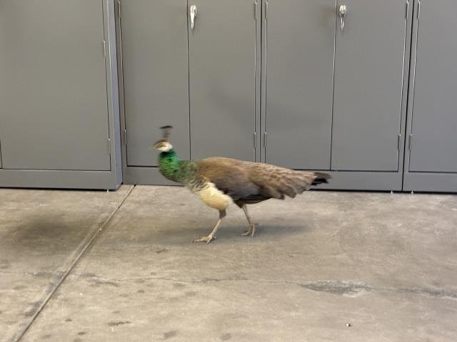 A133563 - Peacock/Pea fowl available for adoption