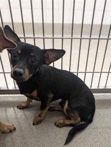 HENNY - Chihuahua available for adoption