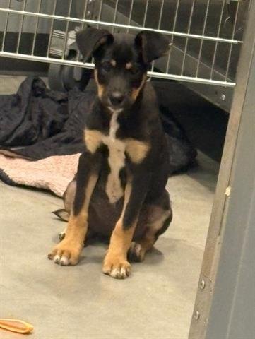 CALI - German Shepherd Dog available for adoption