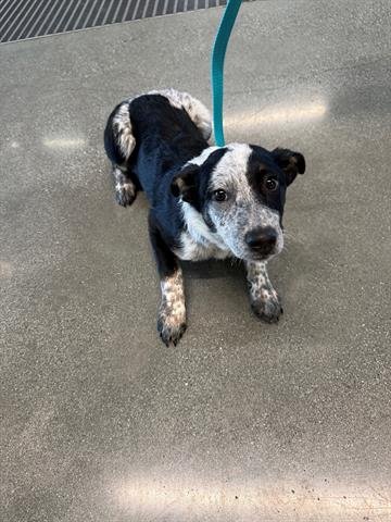 TILLY - Queensland Heeler available for adoption