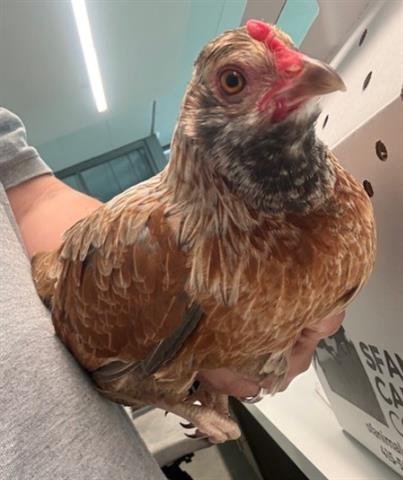 FAITH - Chicken available for adoption