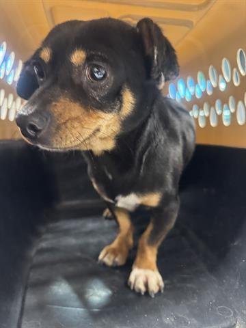 OTTER POP - Chihuahua available for adoption