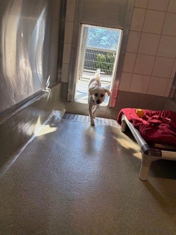 WALLY - Poodle (Miniature) available for adoption