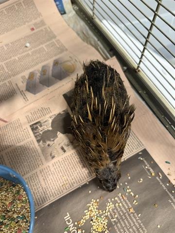 A132232 - Quail available for adoption