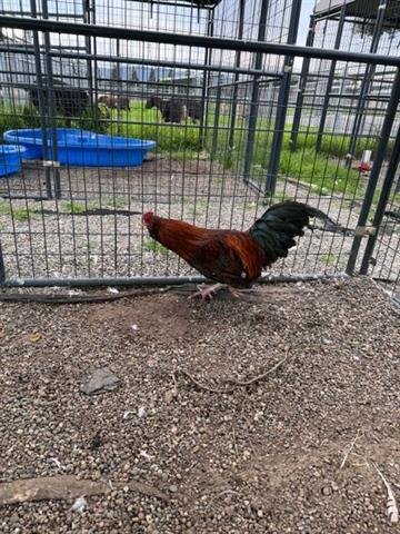 A132576 - Chicken available for adoption