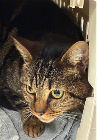 JASMINE - Domestic Short Hair available for adoption