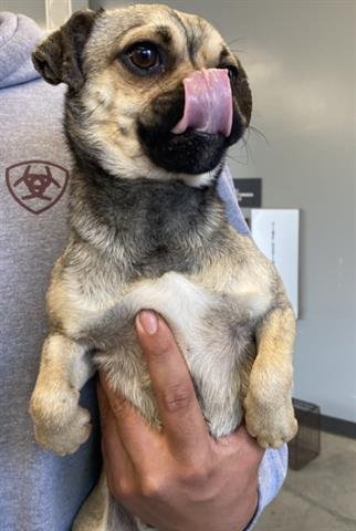 FELIPE - Pug available for adoption