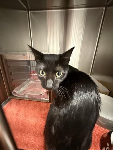 A133434 - Domestic Medium Hair available for adoption