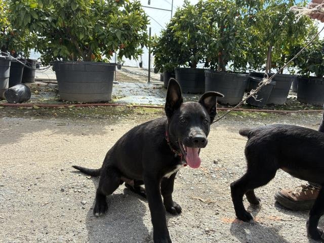 DYLAN - German Shepherd Dog available for adoption