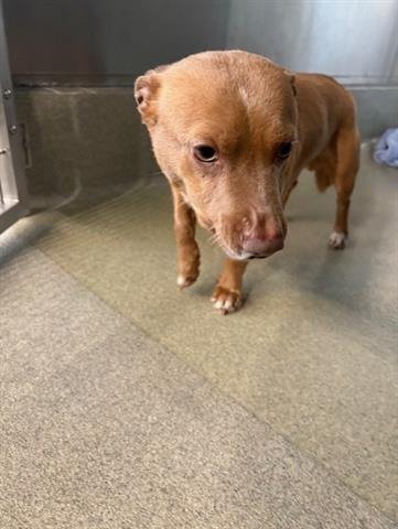 KYLE - Chihuahua available for adoption