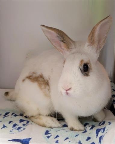 EASTER - Shorthaired Rabbit available for adoption