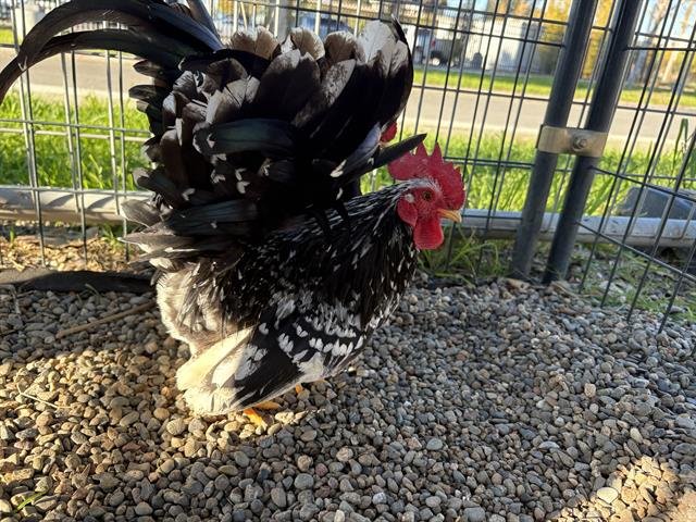 SAMWISE - Chicken available for adoption