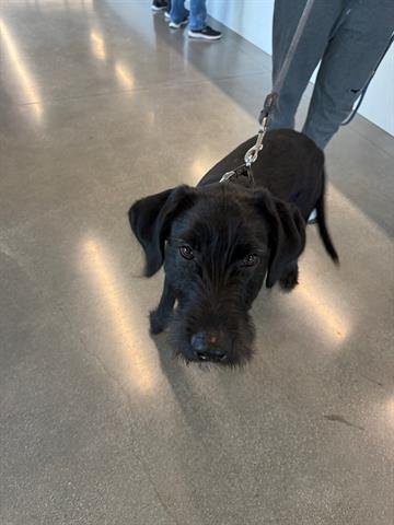 PATRICK - Schnauzer available for adoption