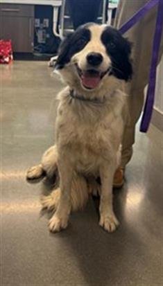 CHISPA - Border Collie available for adoption
