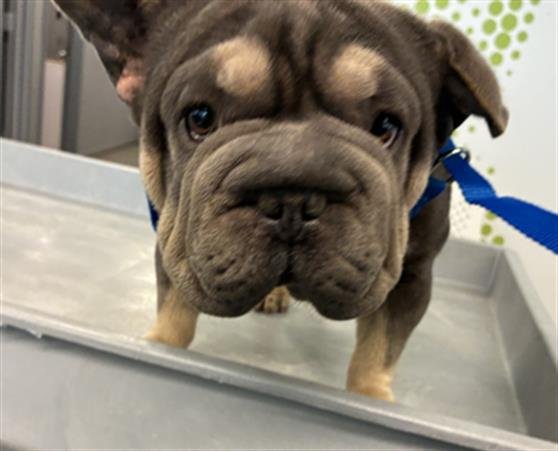 CECE - French Bulldog available for adoption