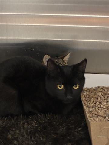 HANSEL - Domestic Short Hair available for adoption