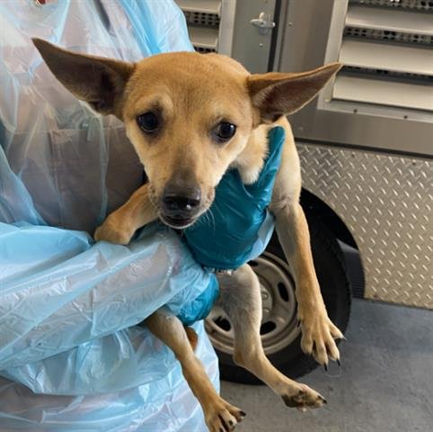 SAGE - Chihuahua available for adoption