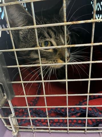 SARANG - Domestic Short Hair available for adoption