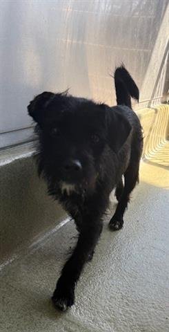 SHELBY - Cairn Terrier available for adoption