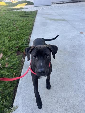 ORION - Labrador Retriever available for adoption