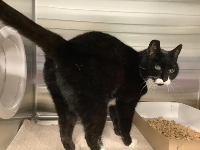 LACY - Domestic Short Hair available for adoption