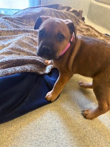 RUBY - Doberman Pinscher available for adoption