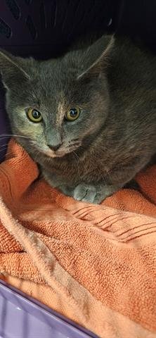 VALI - Domestic Short Hair available for adoption