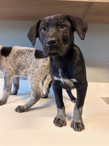 COLE - Australian Cattle Dog/Blue Heeler available for adoption