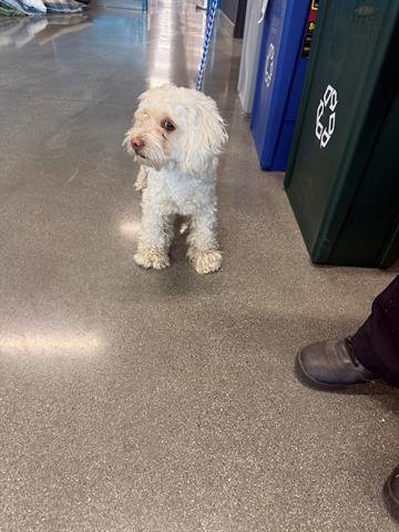 BO PEEP - Maltese / Poodle (Miniature) available for adoption