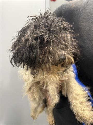 CHOCOLATE CHIP - Poodle (Miniature) available for adoption