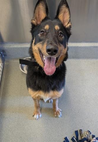 TILLY - Australian Kelpie available for adoption