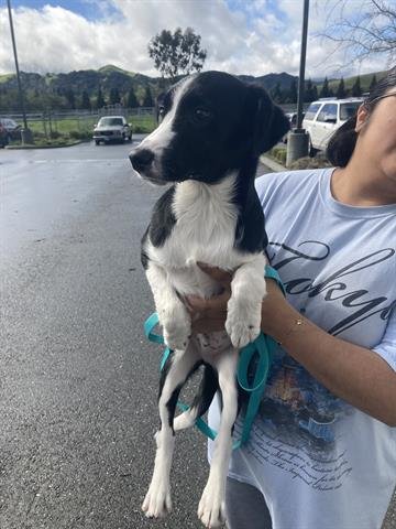 PORTER - Border Collie available for adoption