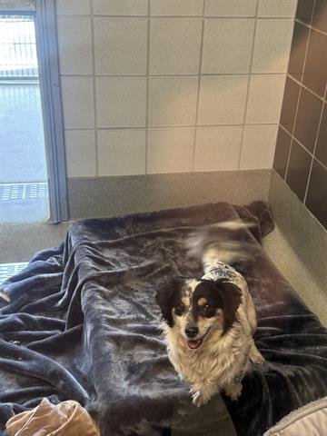 JUNE - Dachshund available for adoption