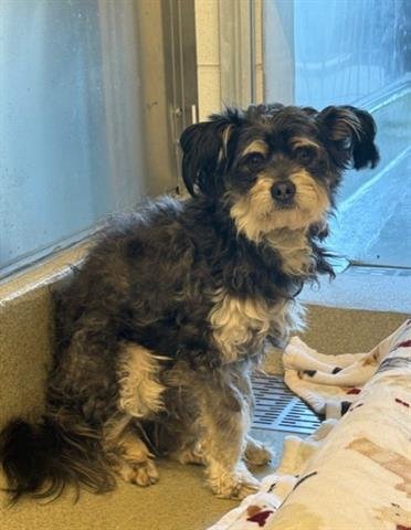 GIZMO - Havanese available for adoption