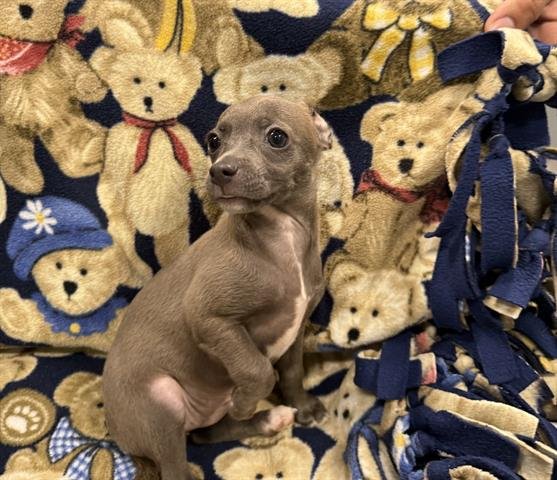 POSH SPICE - Chihuahua / Border Collie available for adoption